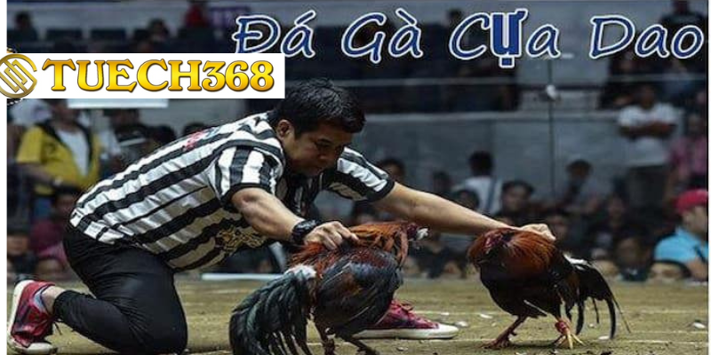 Đá gà tuech368 cựa dao